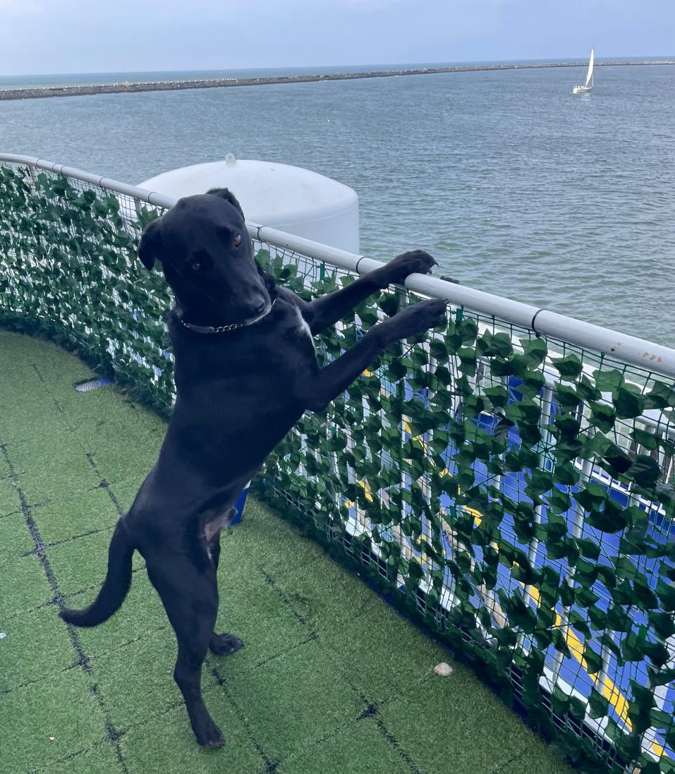 Rolex at sea, standing like a small admiral, wind in fur