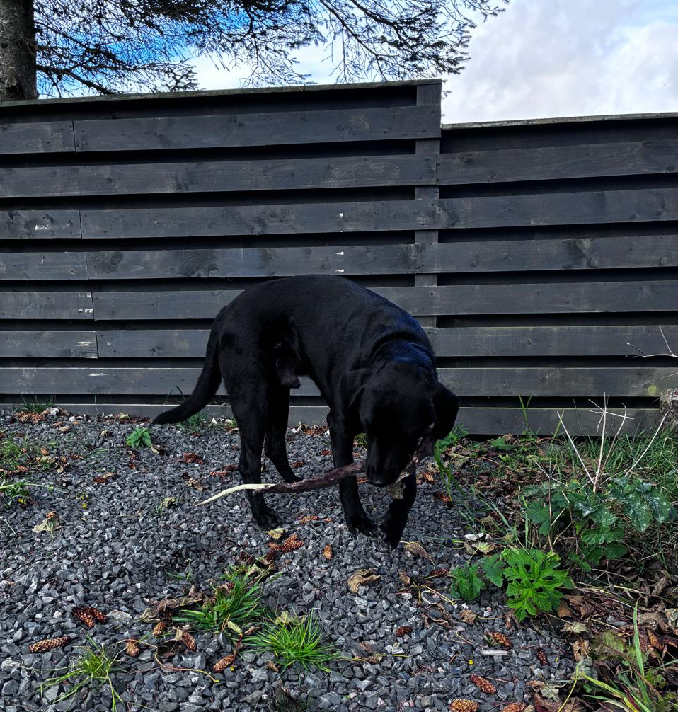 Rolex chewing an antler, master of the craft