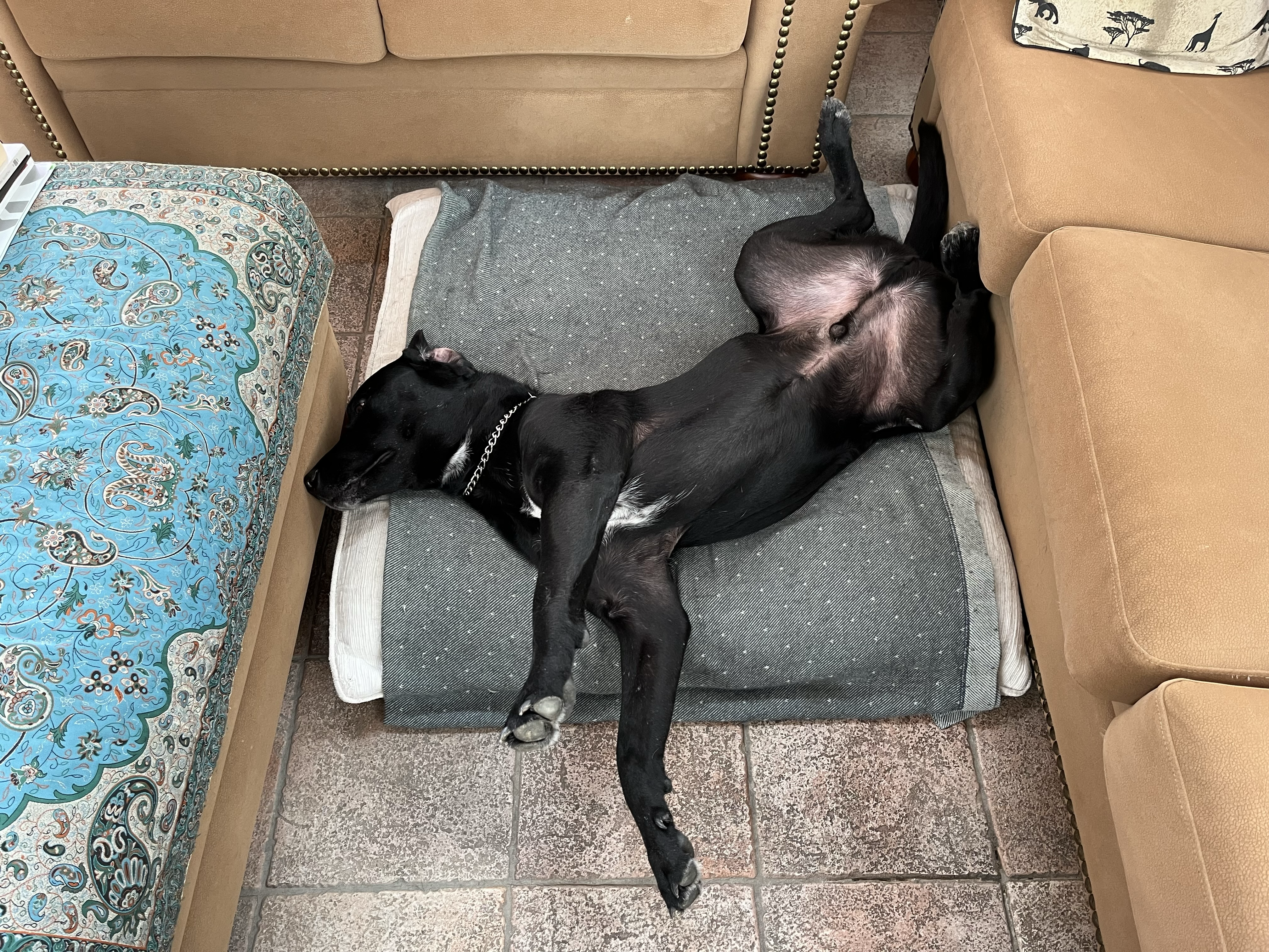 Rolex asleep on his back, paws relaxed, serene